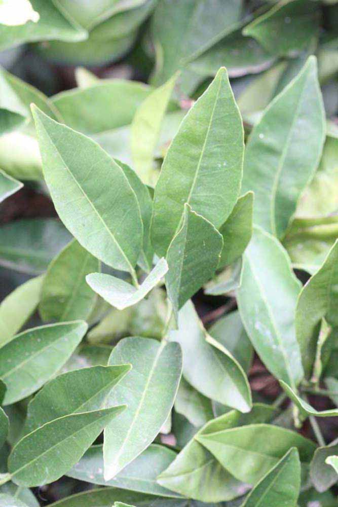              Sun leaves (Riverside, CA)       